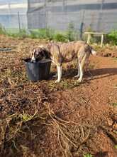 MORA, Hund, Herdenschutzhund-Mix in Spanien - Bild 4