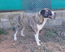 MORA, Hund, Herdenschutzhund-Mix in Spanien - Bild 5