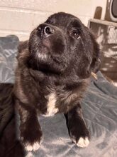 PINTU, Hund, Mischlingshund in Rumänien - Bild 11