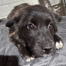 PINTU, Hund, Mischlingshund in Rumänien - Bild 12