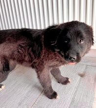 PINTU, Hund, Mischlingshund in Rumänien - Bild 3