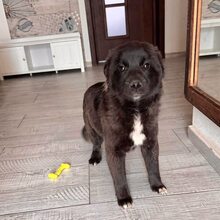 PINTU, Hund, Mischlingshund in Rumänien - Bild 4