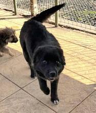 PINTU, Hund, Mischlingshund in Rumänien - Bild 6