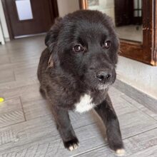 PINTU, Hund, Mischlingshund in Rumänien - Bild 7