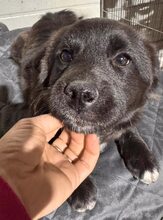 PINTU, Hund, Mischlingshund in Rumänien - Bild 8