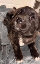 PINTU, Hund, Mischlingshund in Rumänien - Bild 9