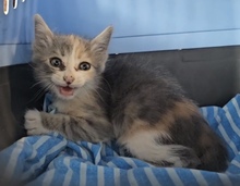 DIOR, Katze, Europäisch Kurzhaar in Zypern - Bild 1