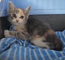 DIOR, Katze, Europäisch Kurzhaar in Zypern - Bild 2