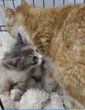 DIOR, Katze, Europäisch Kurzhaar in Zypern - Bild 3