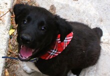 NOBEL, Hund, Mischlingshund in Griechenland