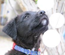 NOBEL, Hund, Mischlingshund in Griechenland - Bild 2