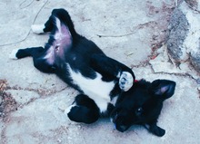 NOBEL, Hund, Mischlingshund in Griechenland - Bild 5