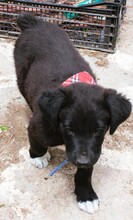 NOBEL, Hund, Mischlingshund in Griechenland - Bild 7