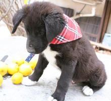 NOBEL, Hund, Mischlingshund in Griechenland - Bild 8