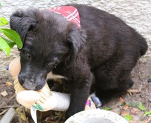 NOBEL, Hund, Mischlingshund in Griechenland - Bild 9