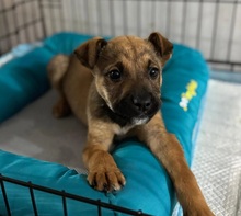 PIPPIN, Hund, Mischlingshund in Rumänien - Bild 1
