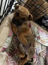 PIPPIN, Hund, Mischlingshund in Rumänien - Bild 3