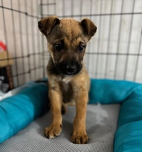 PIPPIN, Hund, Mischlingshund in Rumänien - Bild 4