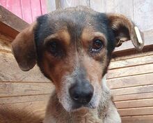 RESI, Hund, Mischlingshund in Rumänien - Bild 1