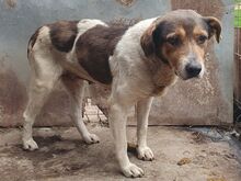 RESI, Hund, Mischlingshund in Rumänien - Bild 2
