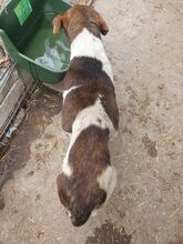 RESI, Hund, Mischlingshund in Rumänien - Bild 4