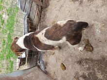 RESI, Hund, Mischlingshund in Rumänien - Bild 5