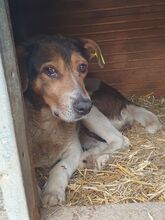 RESI, Hund, Mischlingshund in Rumänien - Bild 6