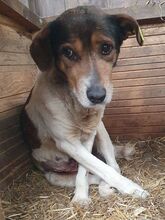 RESI, Hund, Mischlingshund in Rumänien - Bild 7