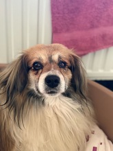 BUSTER, Hund, Mischlingshund in Neuss - Bild 1