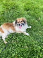 BUSTER, Hund, Mischlingshund in Neuss - Bild 2