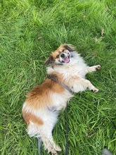 BUSTER, Hund, Mischlingshund in Neuss - Bild 3