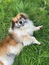 BUSTER, Hund, Mischlingshund in Neuss - Bild 4