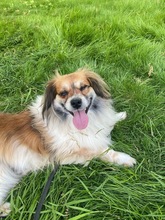 BUSTER, Hund, Mischlingshund in Neuss - Bild 5