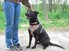 LOLA, Hund, Golden Retriever-Deutscher Schäferhund-Mix in Ungarn - Bild 11