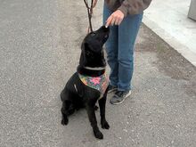 LOLA, Hund, Golden Retriever-Deutscher Schäferhund-Mix in Ungarn - Bild 14