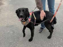 LOLA, Hund, Golden Retriever-Deutscher Schäferhund-Mix in Ungarn - Bild 21