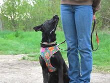 LOLA, Hund, Golden Retriever-Deutscher Schäferhund-Mix in Ungarn - Bild 5
