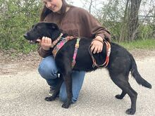 LOLA, Hund, Golden Retriever-Deutscher Schäferhund-Mix in Ungarn - Bild 8