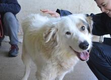 BAILOCH, Hund, Mischlingshund in Italien - Bild 1