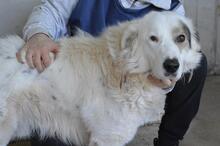 BAILOCH, Hund, Mischlingshund in Italien - Bild 4