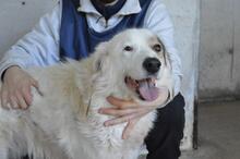 BAILOCH, Hund, Mischlingshund in Italien - Bild 5