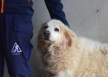 CRYSTINA, Hund, Maremmano-Mix in Italien - Bild 1