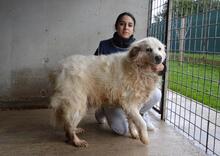CRYSTINA, Hund, Maremmano-Mix in Italien - Bild 2