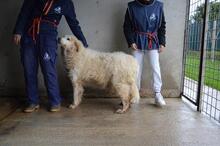 CRYSTINA, Hund, Maremmano-Mix in Italien - Bild 4