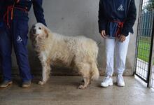 CRYSTINA, Hund, Maremmano-Mix in Italien - Bild 5