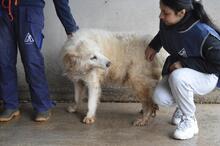 CRYSTINA, Hund, Maremmano-Mix in Italien - Bild 6