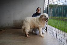 CRYSTINA, Hund, Maremmano-Mix in Italien - Bild 7