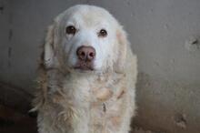 FAIZAH, Hund, Maremmano-Mix in Italien - Bild 1