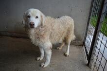 FAIZAH, Hund, Maremmano-Mix in Italien - Bild 2