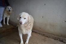 FAIZAH, Hund, Maremmano-Mix in Italien - Bild 3